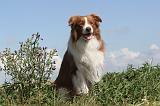 BORDER COLLIE 054